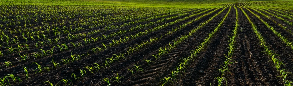 Seeded Field Drilled Farm Field